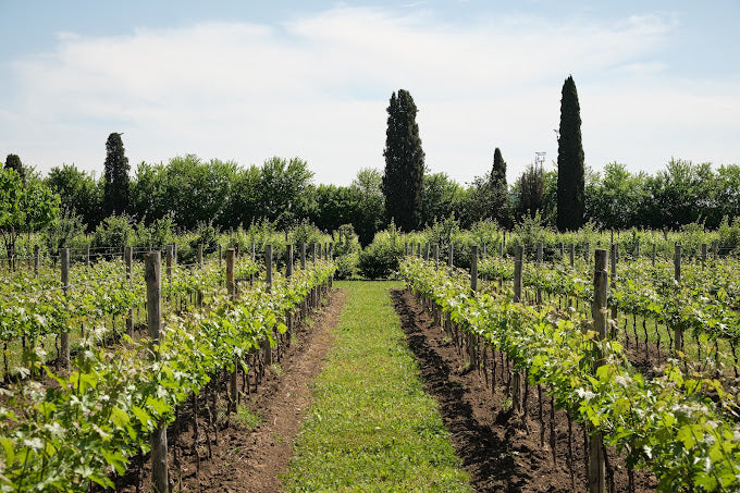 Castello Di Roncade